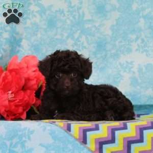 Milky Way, Toy Poodle Puppy